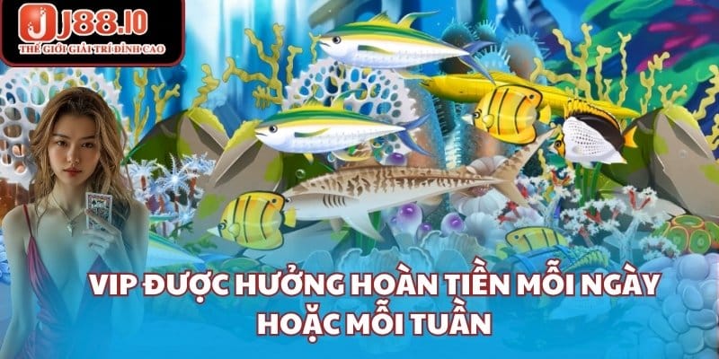 VIP được hưởng hoàn tiền mỗi ngày hoặc mỗi tuần